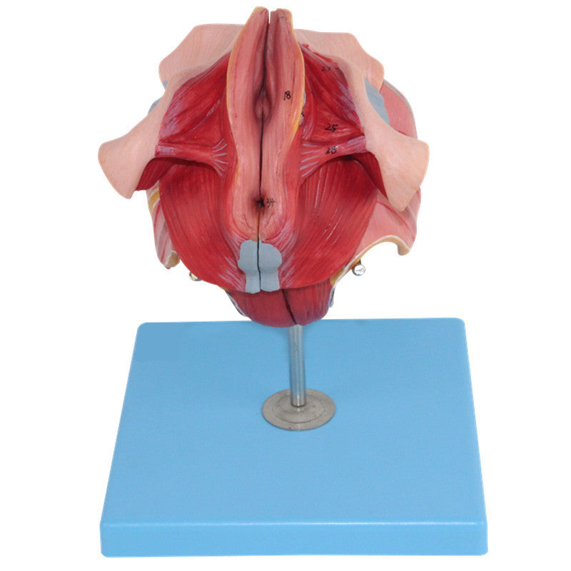 Female Reproductive Organs Anatomical Model