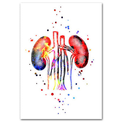 Anatomy Art Print - Kidney