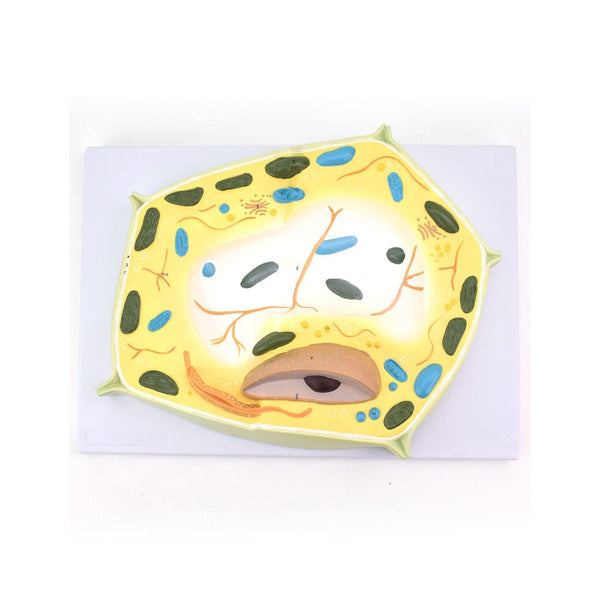 Plant Cell Model - Dr Wong Anatomy