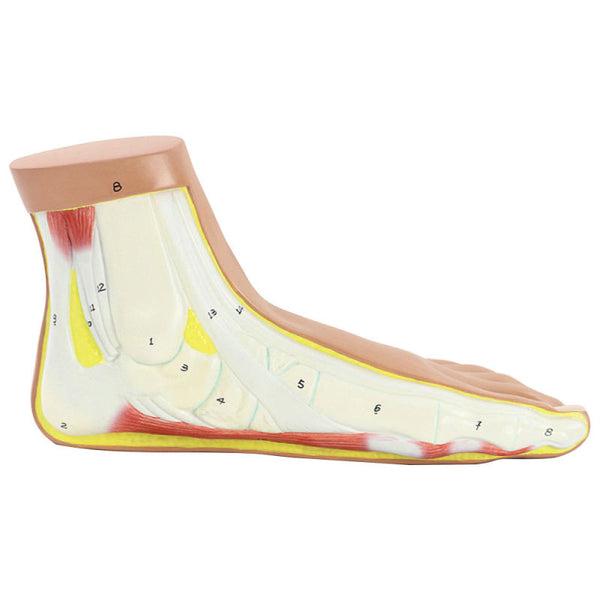 Flat Foot Model, Life-Size - Dr Wong Anatomy