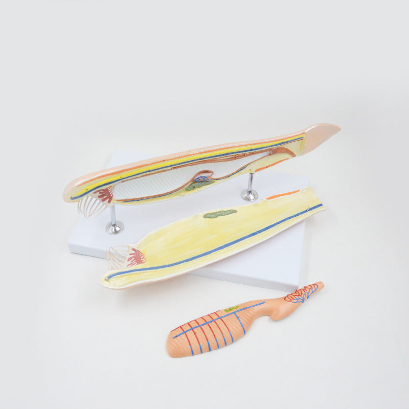 Amphioxus Model, 3 Parts, 10X Life-Size