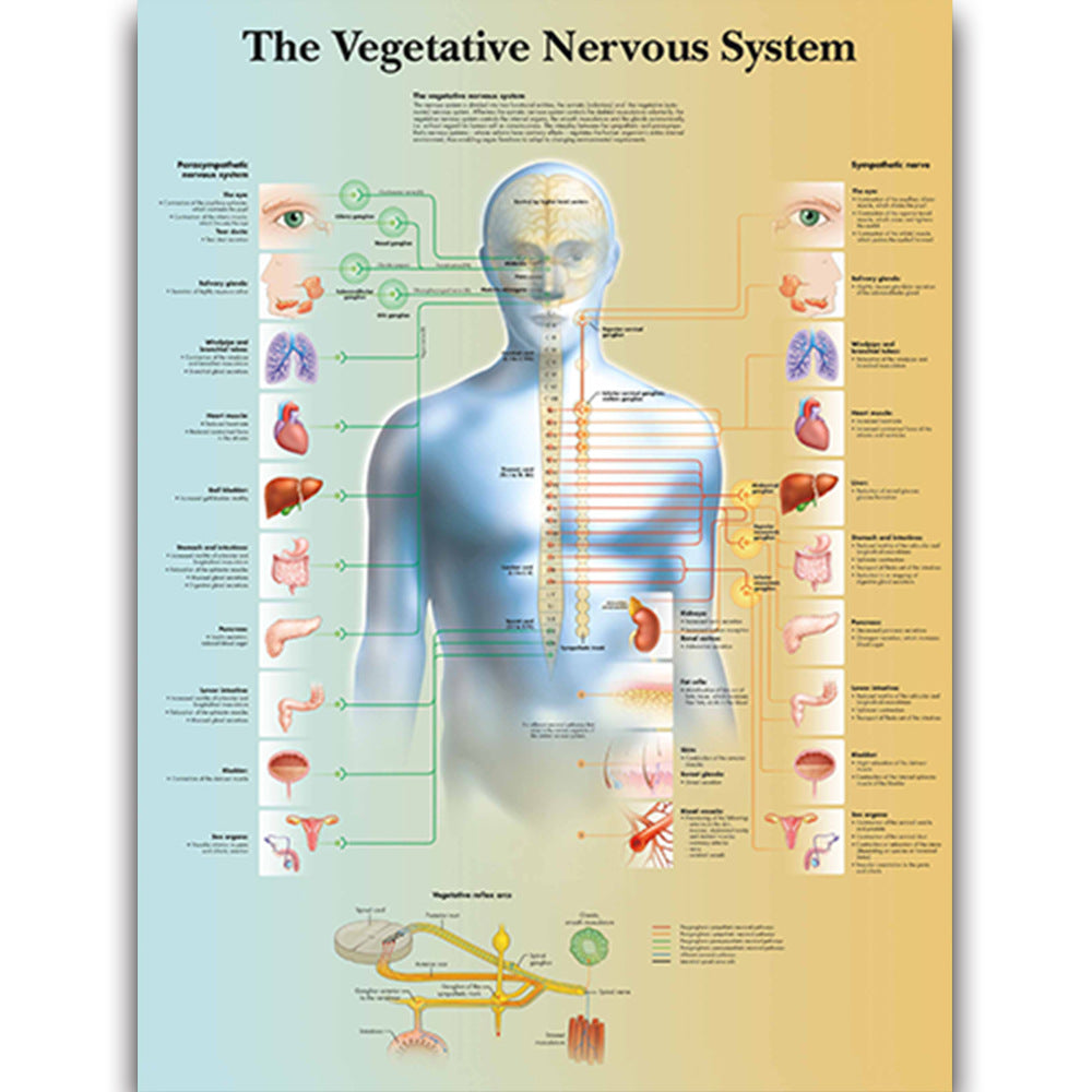 The Vegetative Nervous System Chart - Dr Wong Anatomy