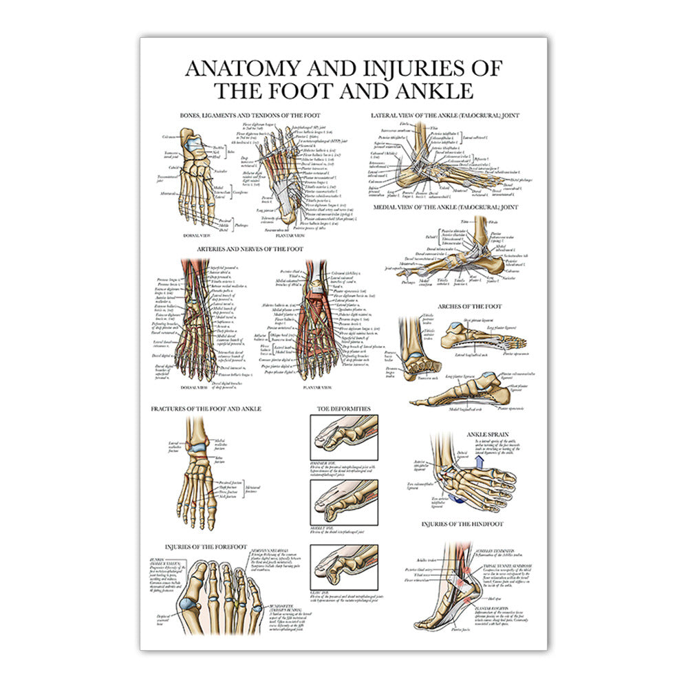 Anatomy and Injuries of the Foot and Ankle Chart - Dr Wong Anatomy
