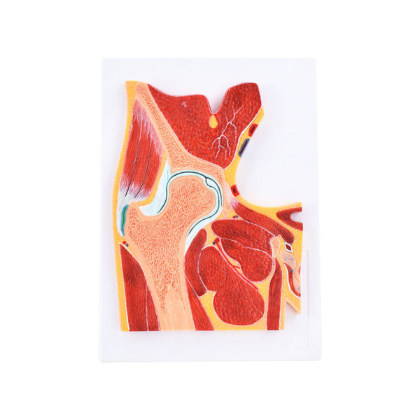Hip Joint Section Model, Life-Size - Dr Wong Anatomy