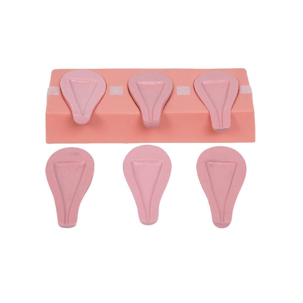 Dilatation and Curettage Model - Dr Wong Anatomy