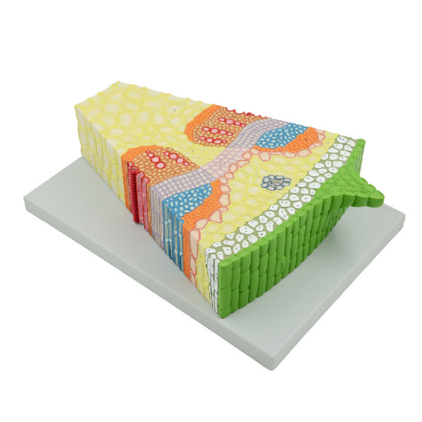 Herbaceous Dicot Stem Section Model - Dr Wong Anatomy