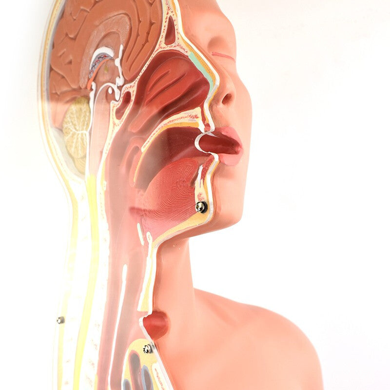 Trach Model NG & Tracheostomy Teaching Torso Model – Dr Wong Anatomy
