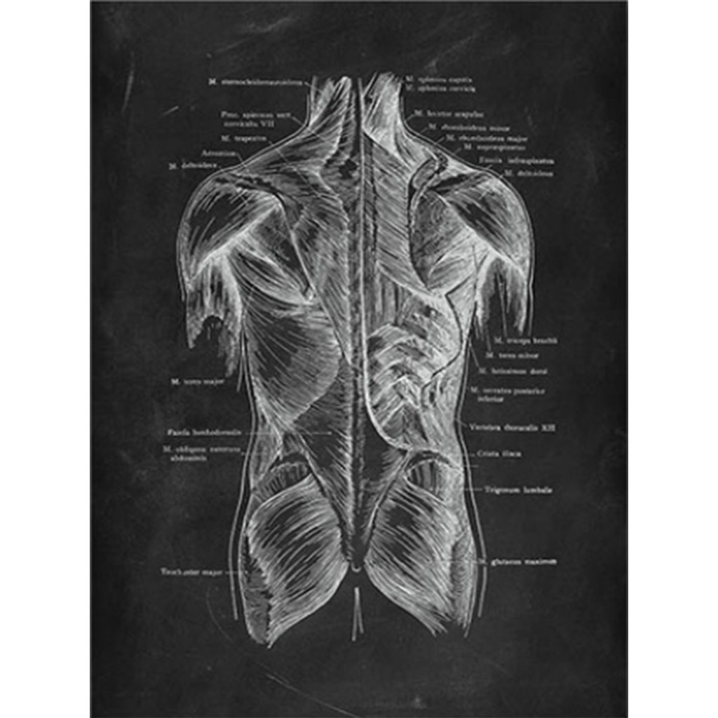 Anatomy Art Print - Male Back Muscles