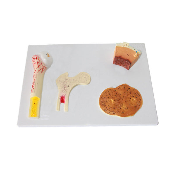 Bones Structure Model - Dr Wong Anatomy