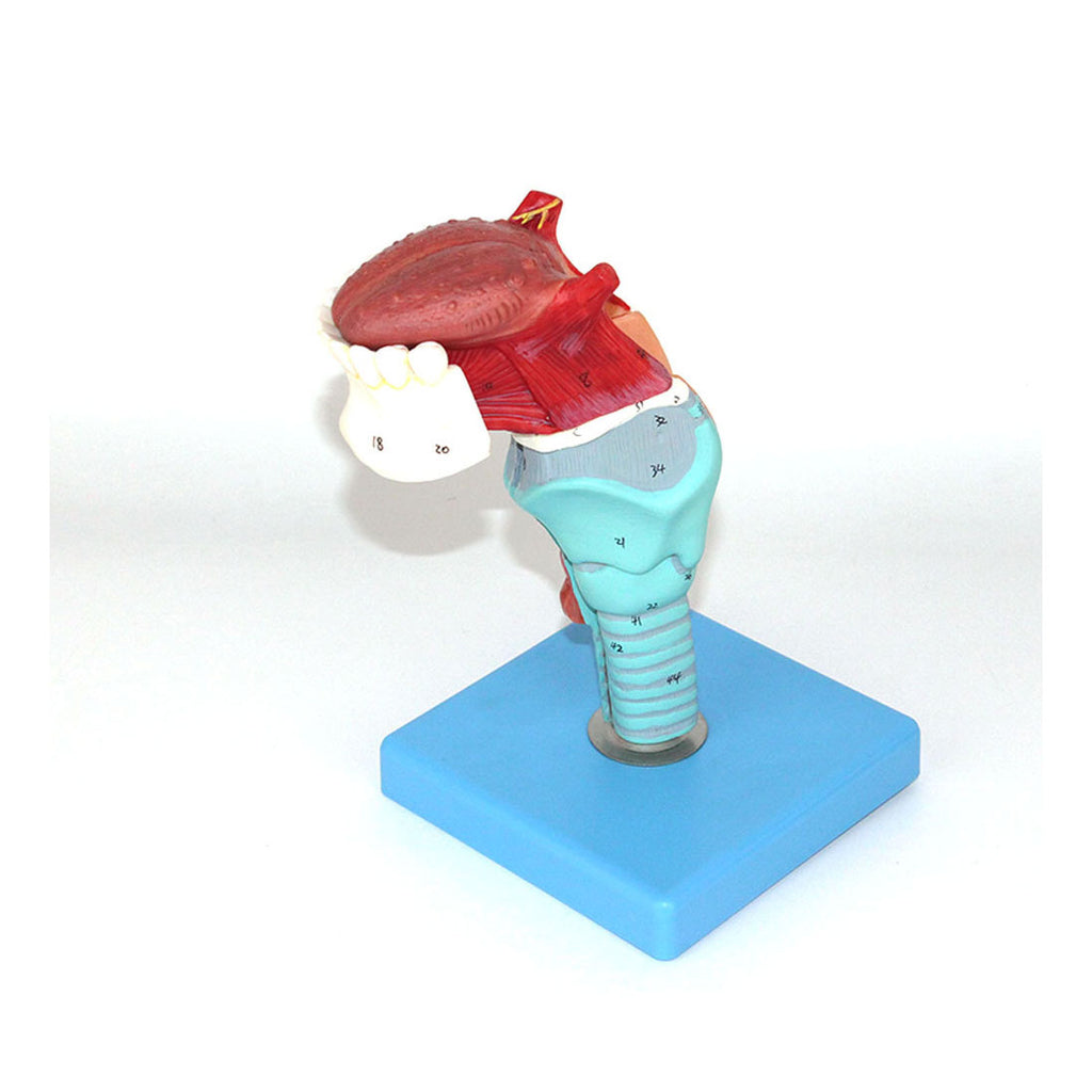 Larynx Model with Tongue, 5 Parts, Life-Size - Dr Wong Anatomy