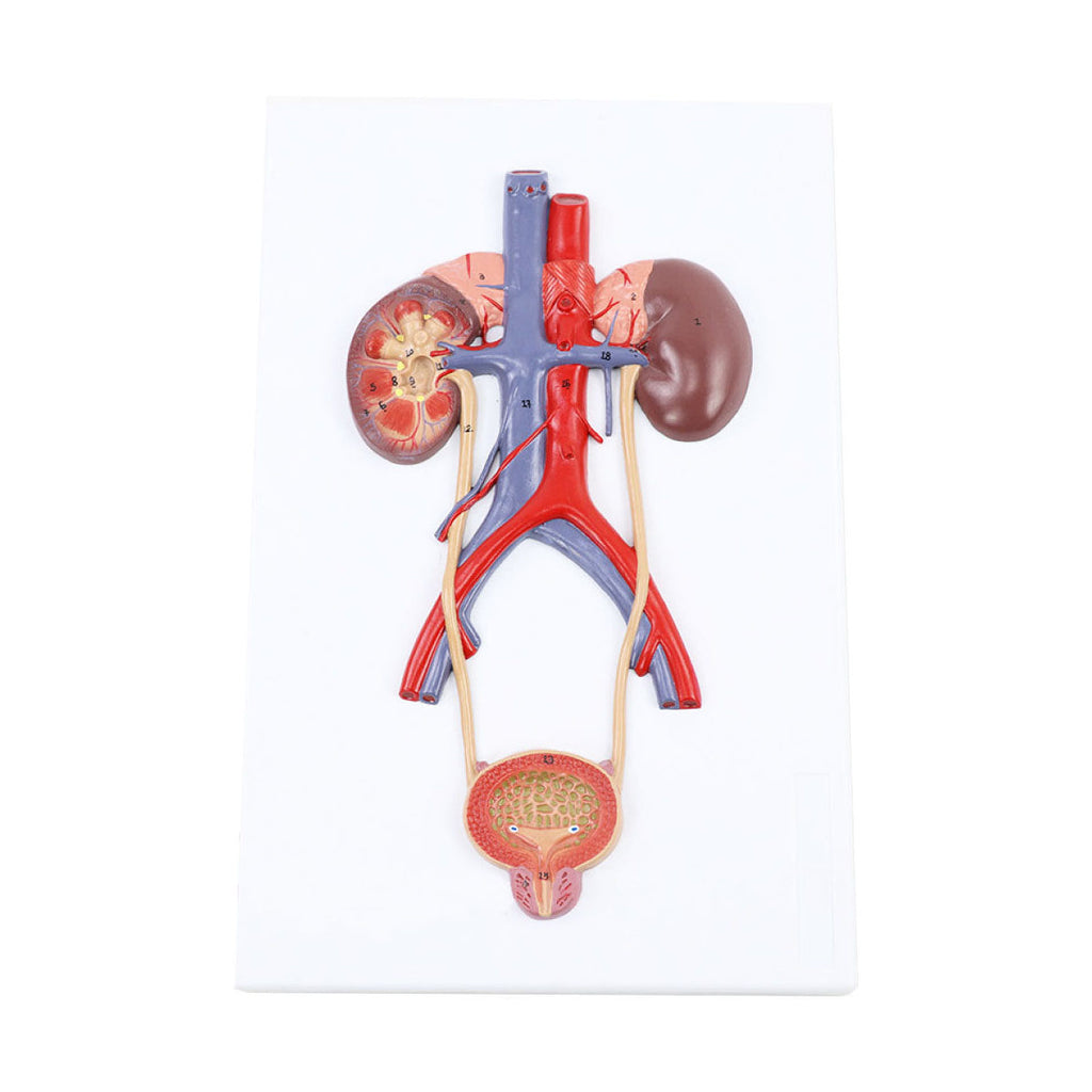 Urinary Organs Model, Life-Size - Dr Wong Anatomy