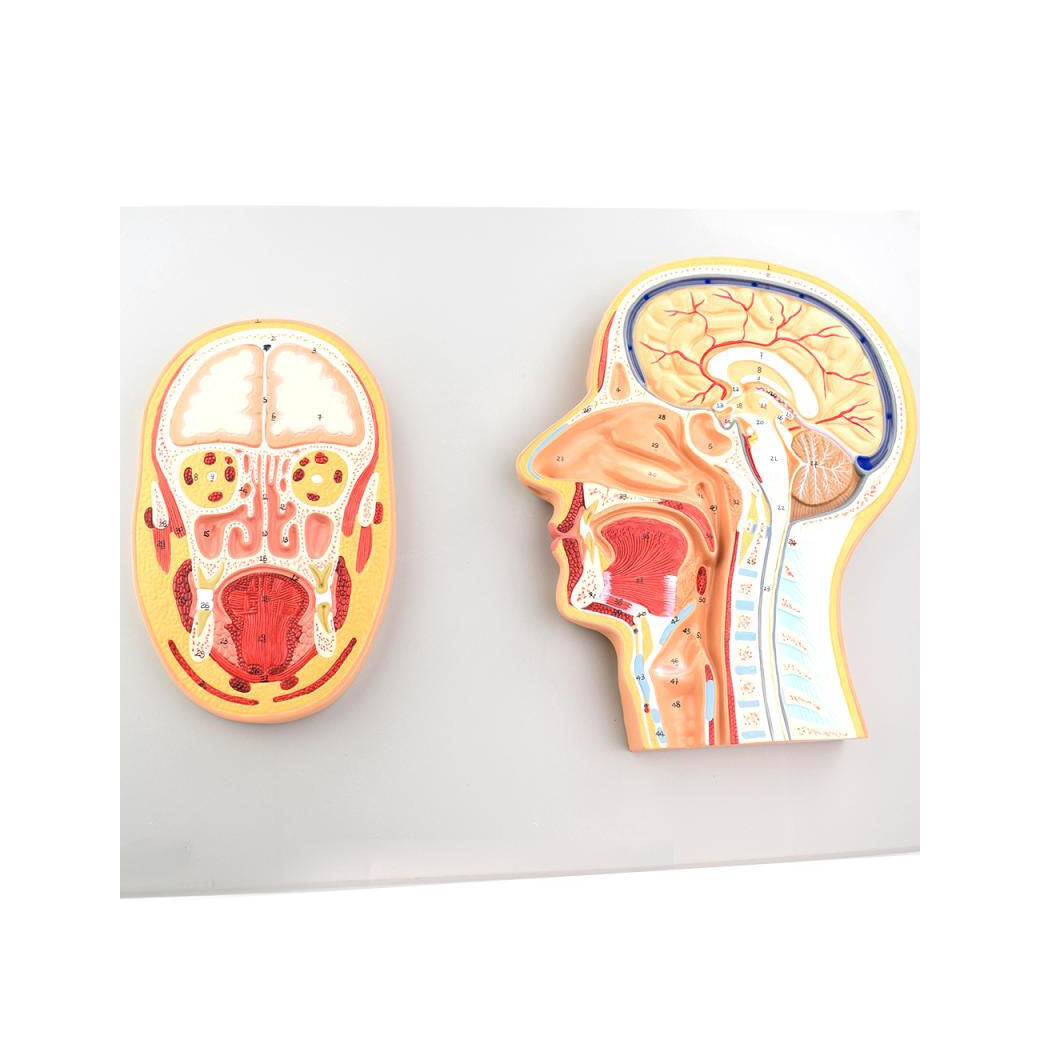 Frontal and Median Section of Head Model
