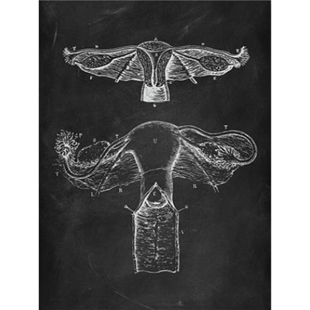 Anatomy Art Print - Uterus