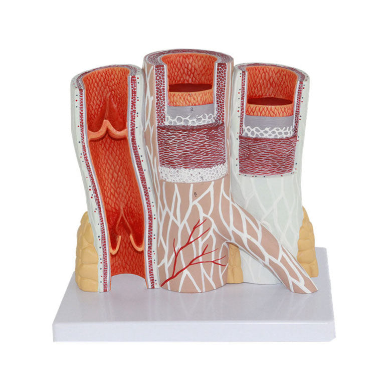 Artery and Vein Model, 20 Times Life-Size - Dr Wong Anatomy