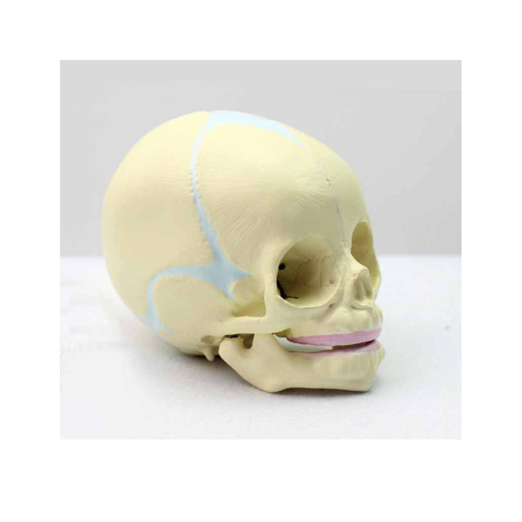 Fetal Skull Model With Stand - Dr Wong Anatomy