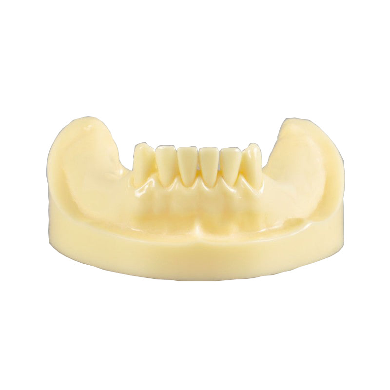Dental Implant Practice Model Mandibular Jaw Model with Imitation Bone