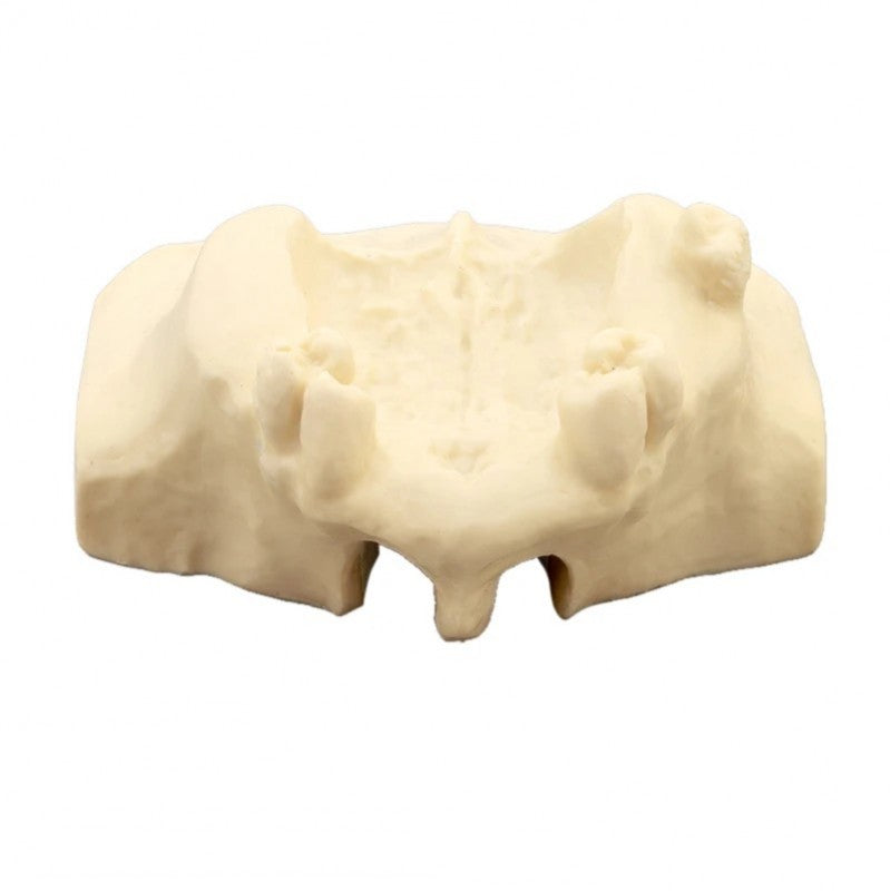  Dental Sinus Lift Practice Model Cancellous Bone