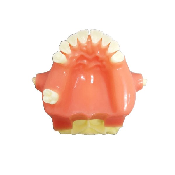 Dental Sinus Lift Practice Model Resin Material Maxillary Model