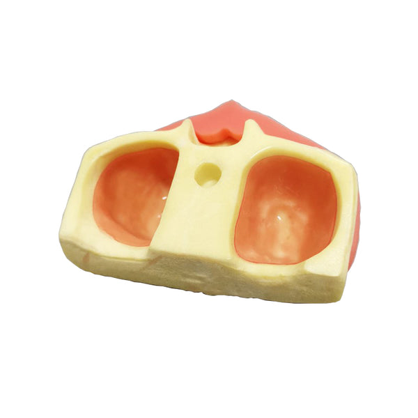 Dental Sinus Lift Practice Model Soft Gum for Incision and Suturing