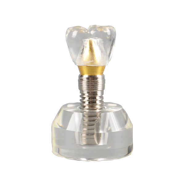 Dental Implant Model