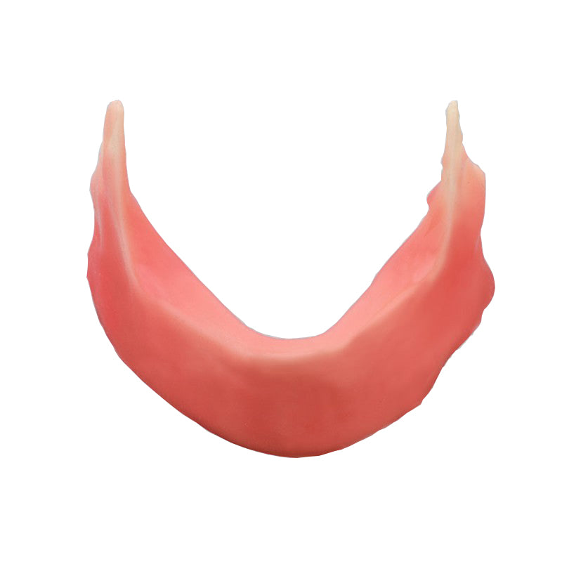 Dental Mandibular Jaw Model with Silicone