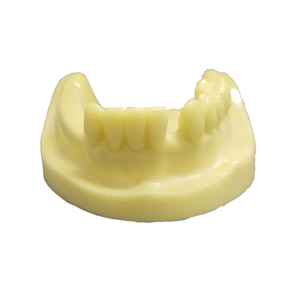 Dental Mandibular Model Made of Cancellous Bone