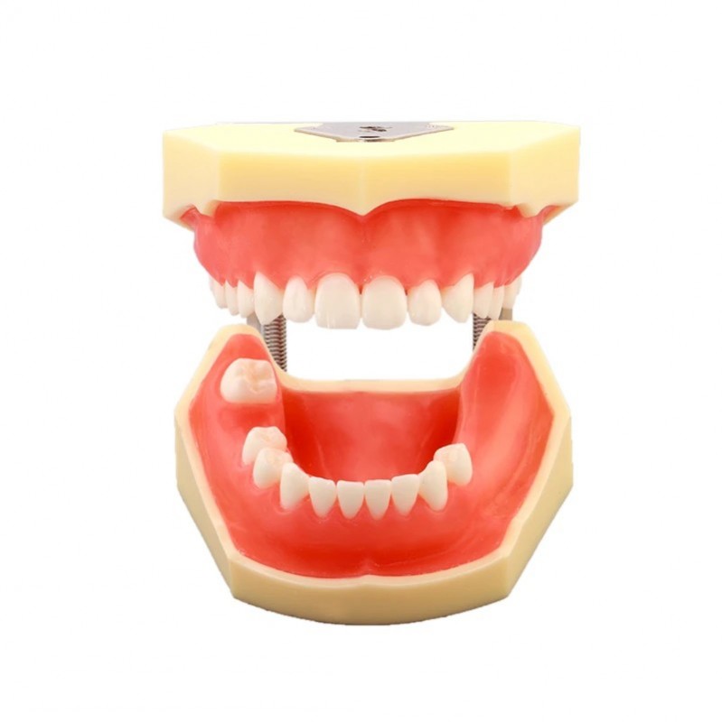 W2030 Dental Implant Practice Model
