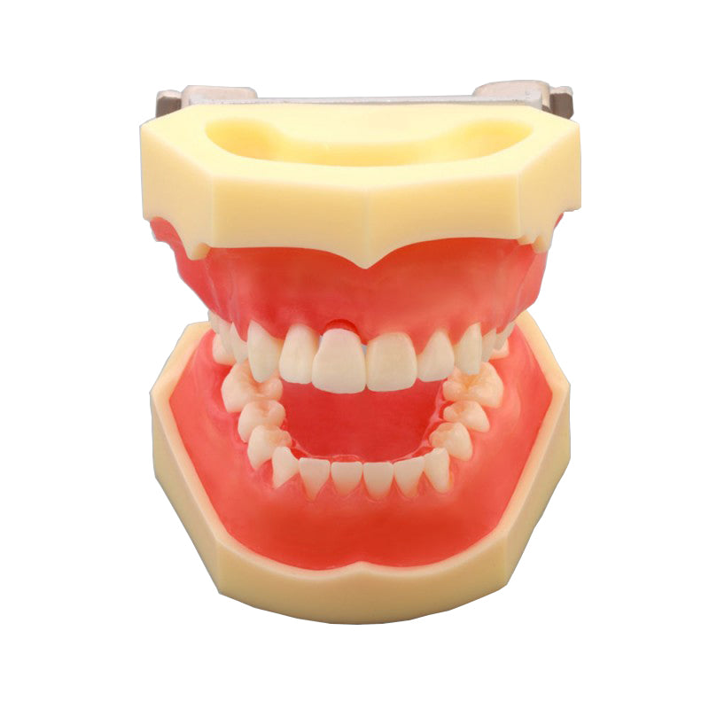Dental Peridodontal Model for Demonstration