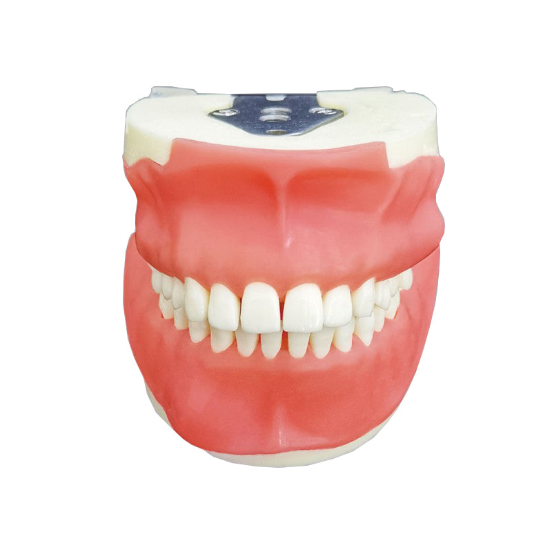 Dental Training Model for Oral Surgery