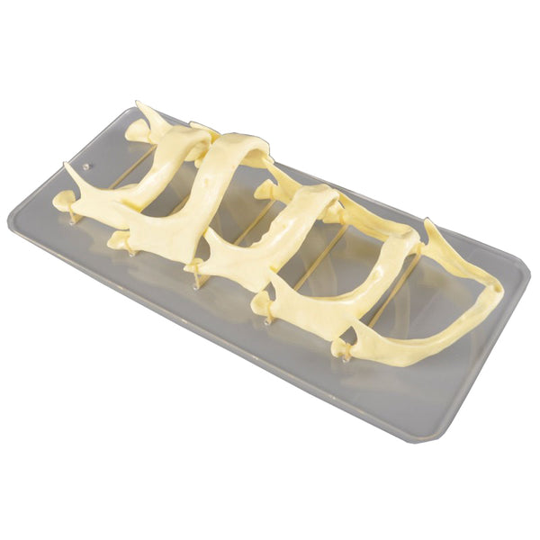 The Development of Lower Jaw