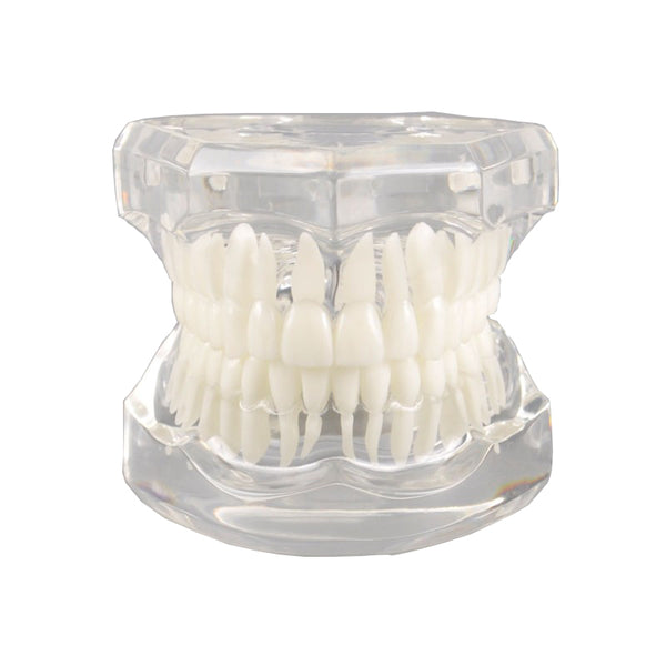 Natural Size Dental Model with Different Color