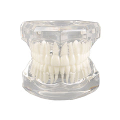 Natural Size Dental Model with Different Color