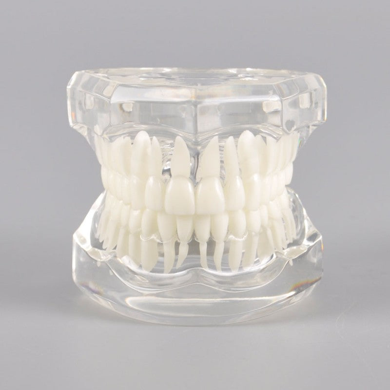 Natural Size Dental Model with Different Color