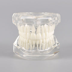 Natural Size Dental Model with Different Color