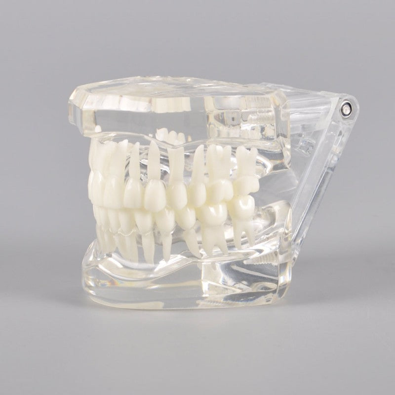 Natural Size Dental Model with Different Color