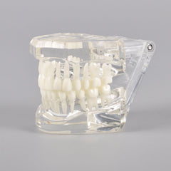 Natural Size Dental Model with Different Color