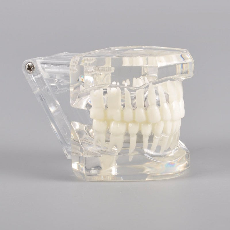 Natural Size Dental Model with Different Color