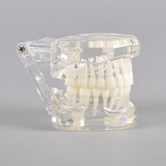Natural Size Dental Model with Different Color