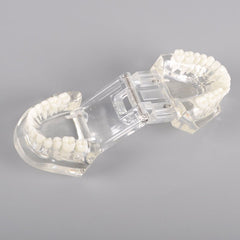 Natural Size Dental Model with Different Color