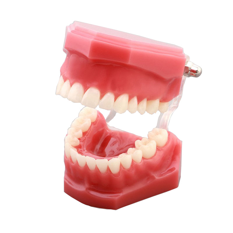Natural Size Dental Model with Full Hinge and Half Hinge