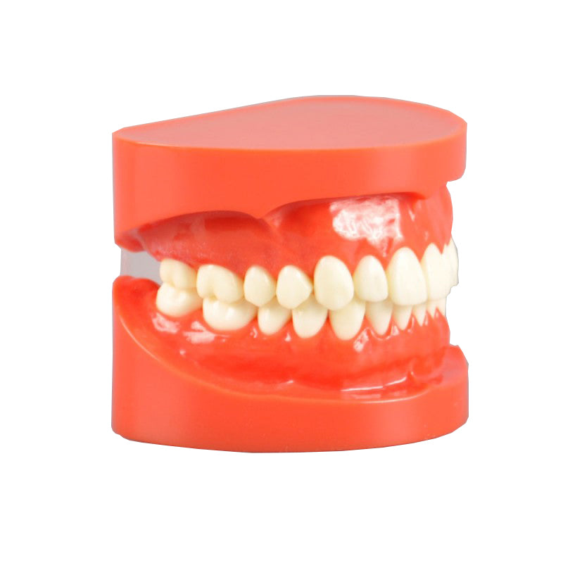 Natural Size Dental Model with Red or White Color