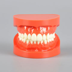 Natural Size Dental Model with Red or White Color