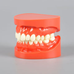 Natural Size Dental Model with Red or White Color