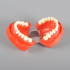 Natural Size Dental Model with Red or White Color