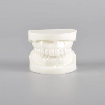 Natural Size Dental Model with Red or White Color