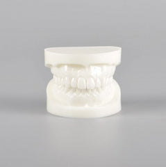 Natural Size Dental Model with Red or White Color