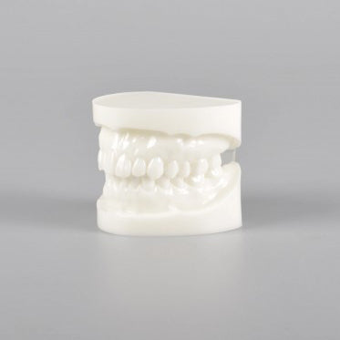 Natural Size Dental Model with Red or White Color