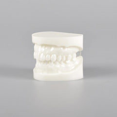 Natural Size Dental Model with Red or White Color