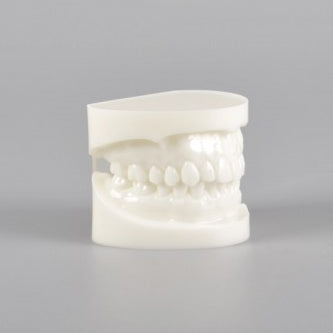 Natural Size Dental Model with Red or White Color