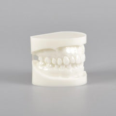 Natural Size Dental Model with Red or White Color
